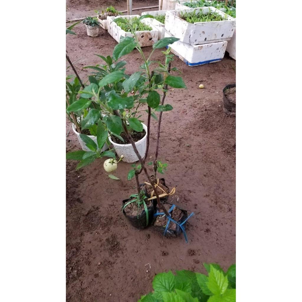 CÂY Giống Táo Đỏ Lùn F1 Siêu Lùn QUẢ SỚM Trồng Chậu Làm Cảnh Tuyệt Đẹp-CAM KẾT GIỐNG CHUẨN