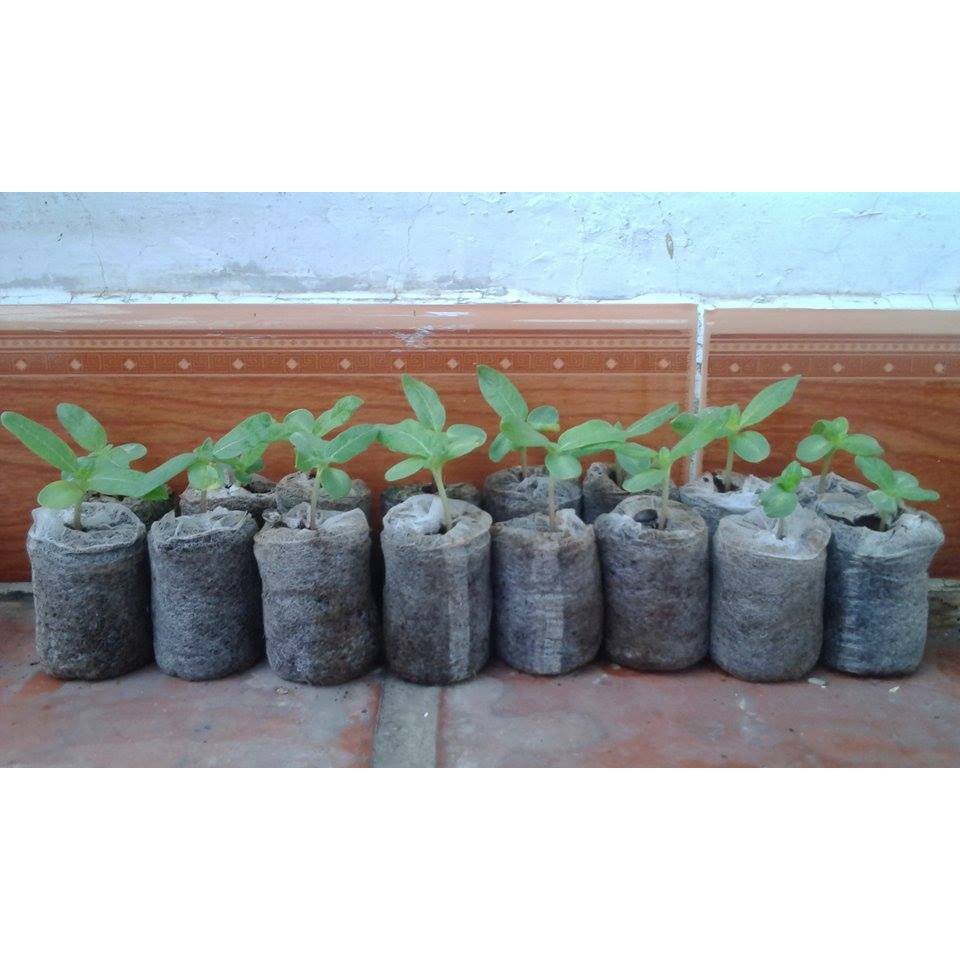 50/100 Viên Nén Nảy Mầm/ Viên Nén Xơ Dừa