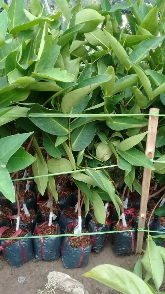 Cây ROI ĐỎ THÁI LAN ghép , cây bầu lớn quả to