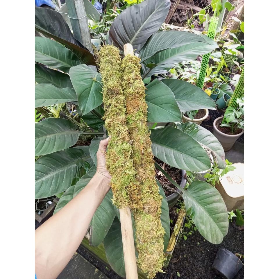 Trụ sơ Rêu 130cm,k.mãi nẹp giữ cây. Đã giặt rêu+khử trùng, thích hợp trồng cây dây leo