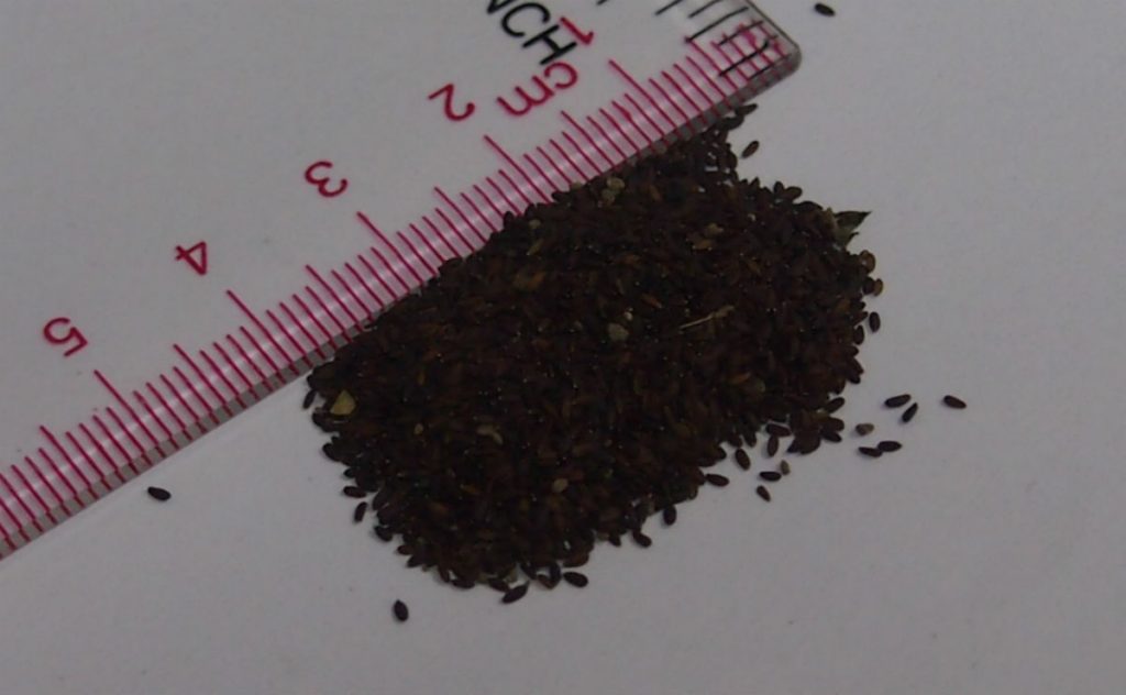 Hạt Giống Rau Kinh Giới - 2gram/gói