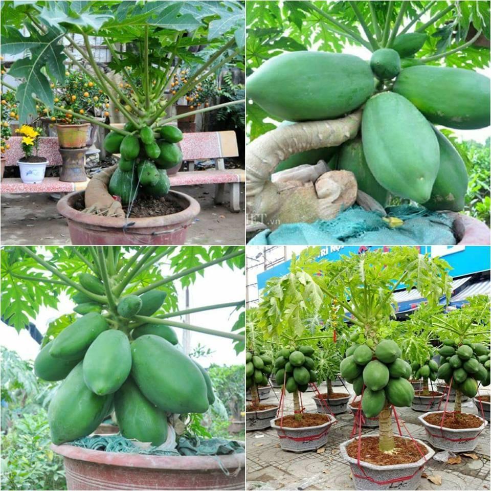 Combo 5 gói Hạt giống đu đủ da xanh lùn siêu trái - Gói 10 hạt-tặng kèm gói phân bón lót