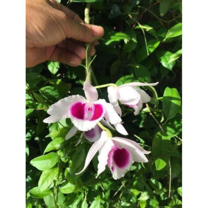 Sản Phẩm hoa phong lan - phi điệp phú thọ mắt đỏ