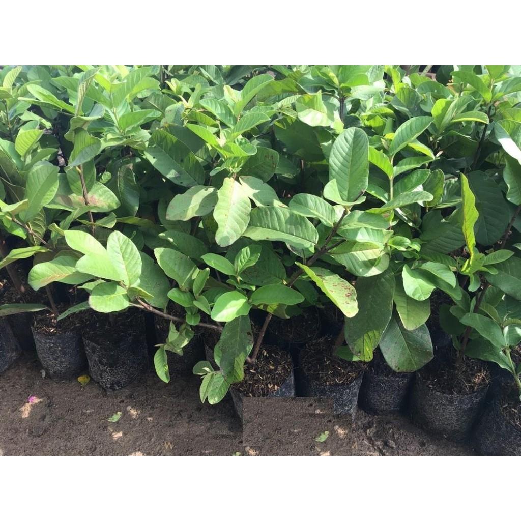 COMBO 2 CÂY ỔI NỮ HOÀNG - Hàng cây giống chuẩn F1