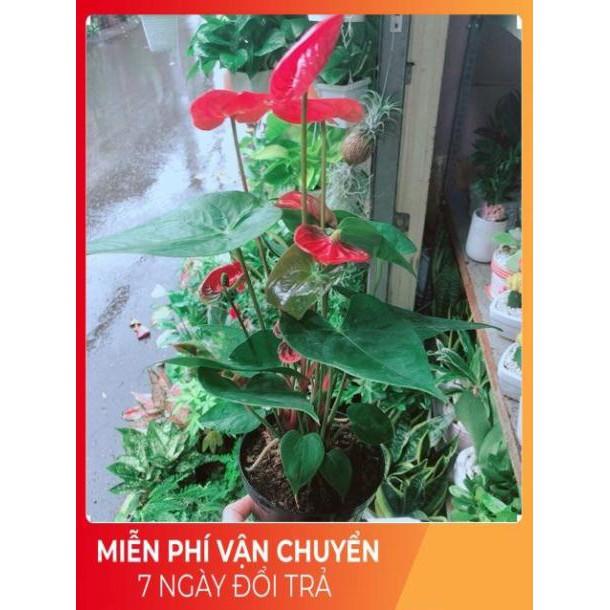 Cây Hồng Môn