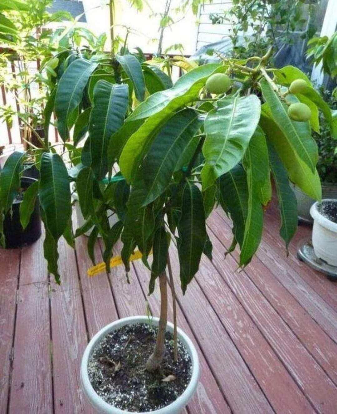XOÀI CÁT HÒA LỘC TRỒNG CHẬU