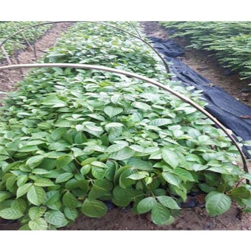 Cây nhội giống, nhội ăn lá nhiều công dụng, cây khỏe