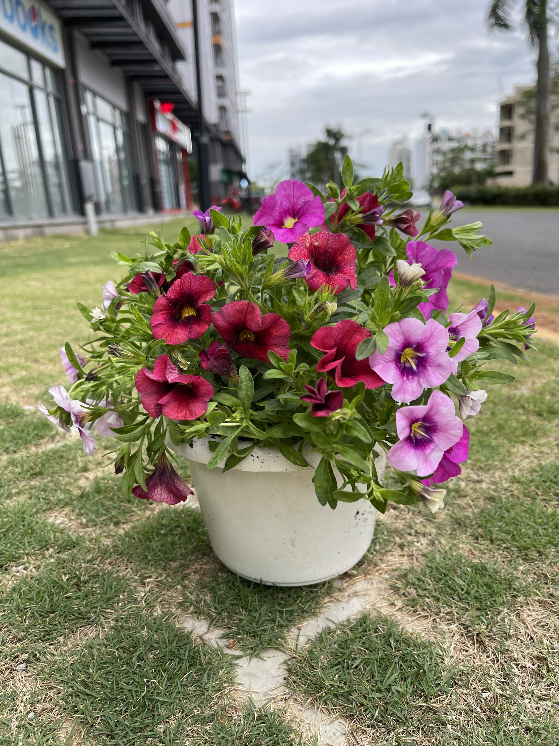 Phân bón lá NPK 5-45-10 gói 10gram