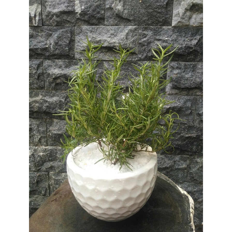 Chậu cây hương thảo