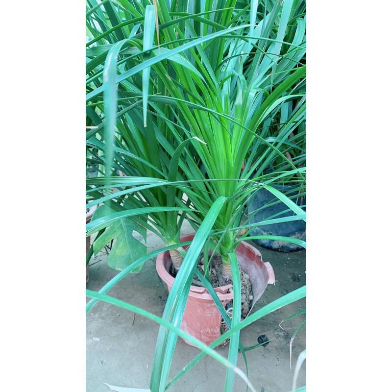 Phát Tài Núi 3 Thân