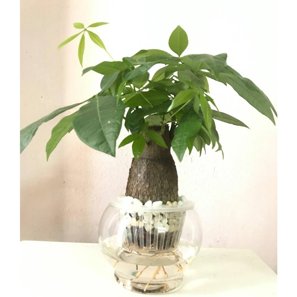 Cây Kim Ngân Thủy Sinh