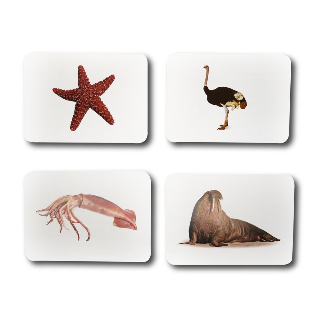 Thẻ Học Thông Minh- Flashcard Thế Giới Xung Quanh Theo Phương Pháp Glenn Doman-Cho Bé Từ 0-4 Tuổi