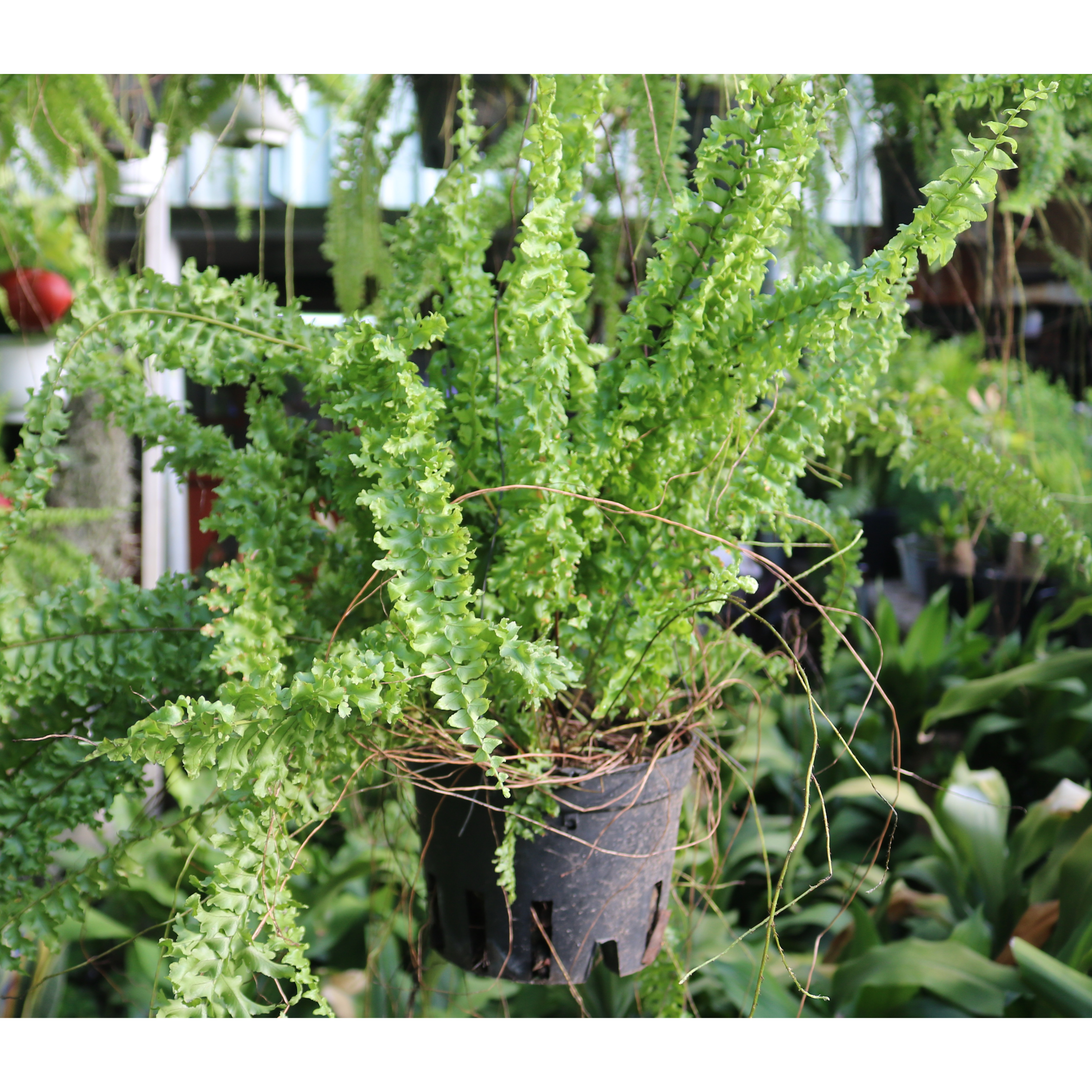 Chậu treo cây dương xỉ