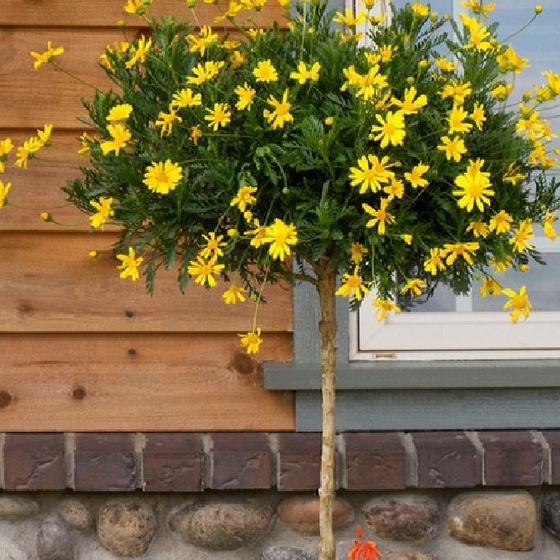 Hạt giống hoa cúc thân gỗ - cúc trường thọ- gói 50 hạt