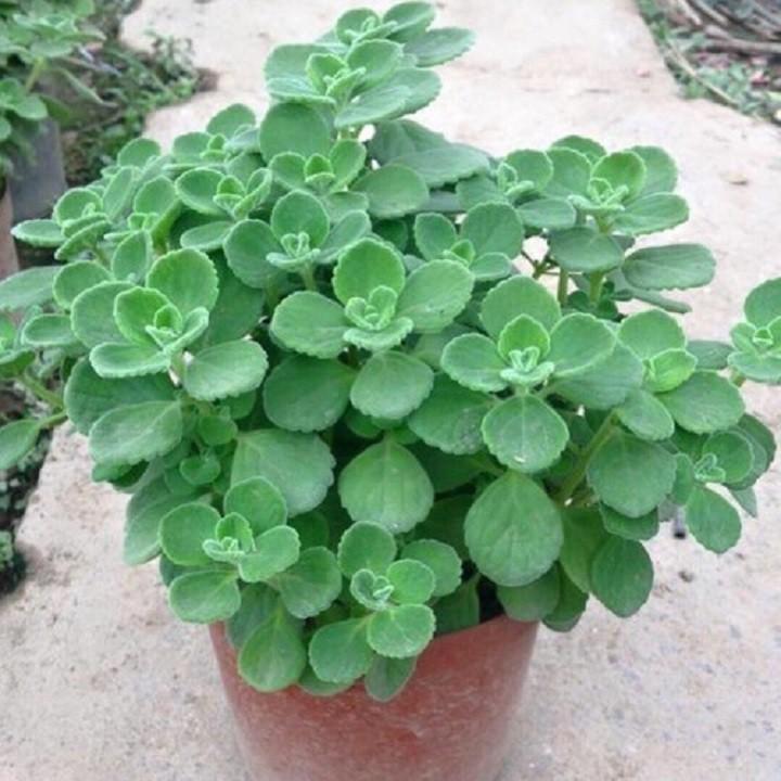 CHẬU CÂY NHẤT MẠT HƯƠNG , XUA ĐUỔI MUỖI, MANG LẠI TÀI LỘC CHO CHỦ NHÀ