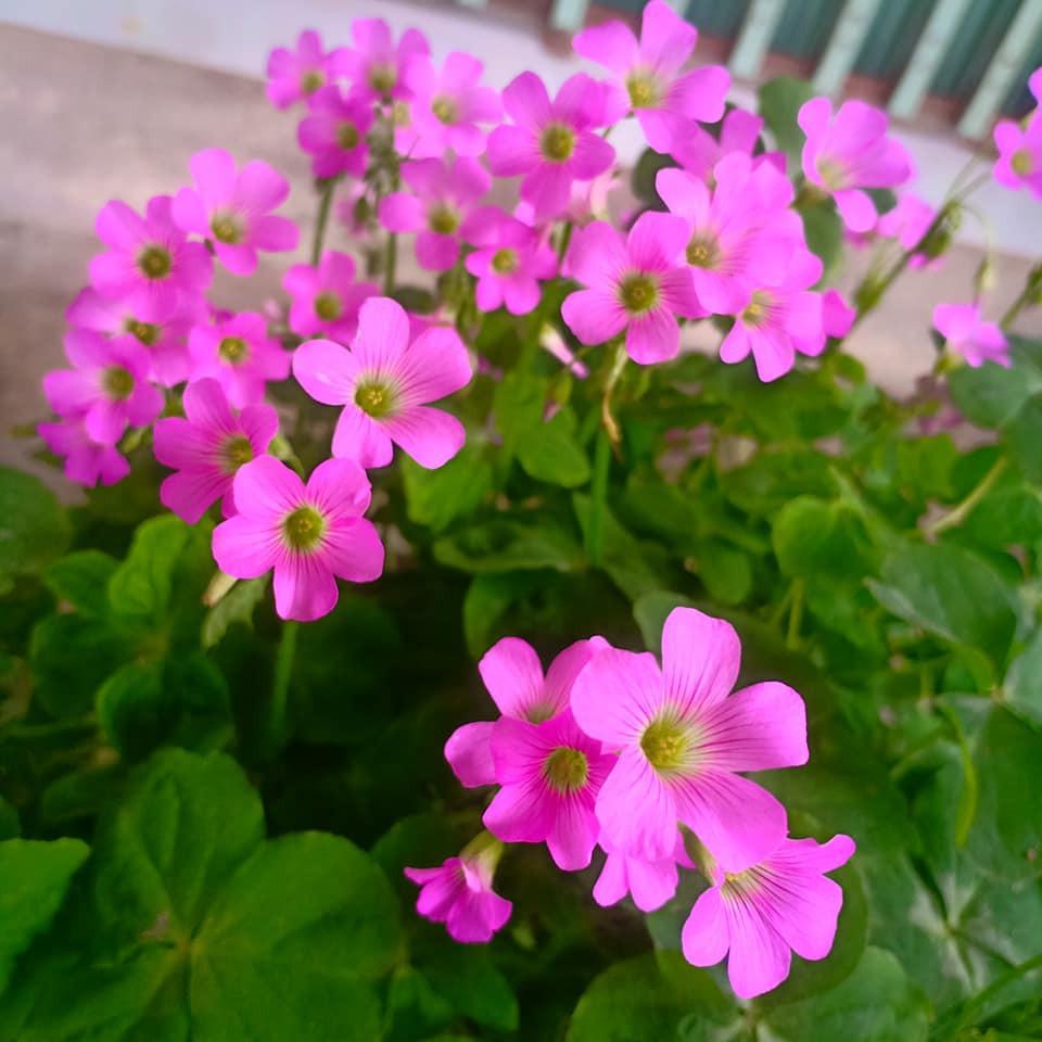 Hạt giống cỏ ba lá - 1 gói 50 hạt