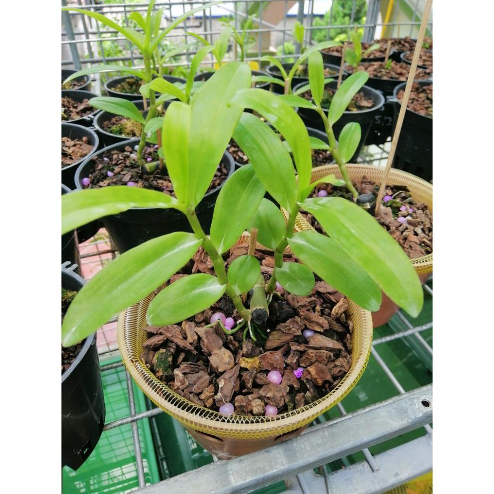 Sản Phẩm Hoa lan phi điệp lá nhựa xếp chân rết