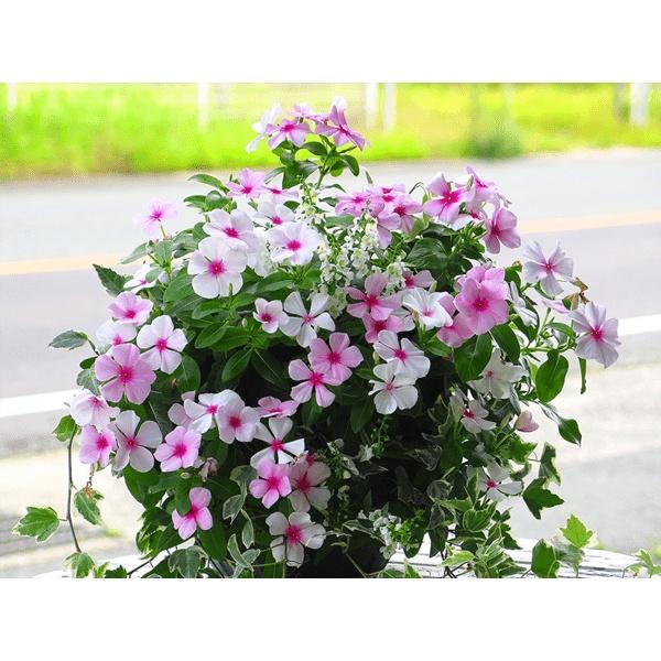 Hạt Giống Hoa Dừa Cạn Đứng Mix Màu KNS3596 - Gói 50 hạt