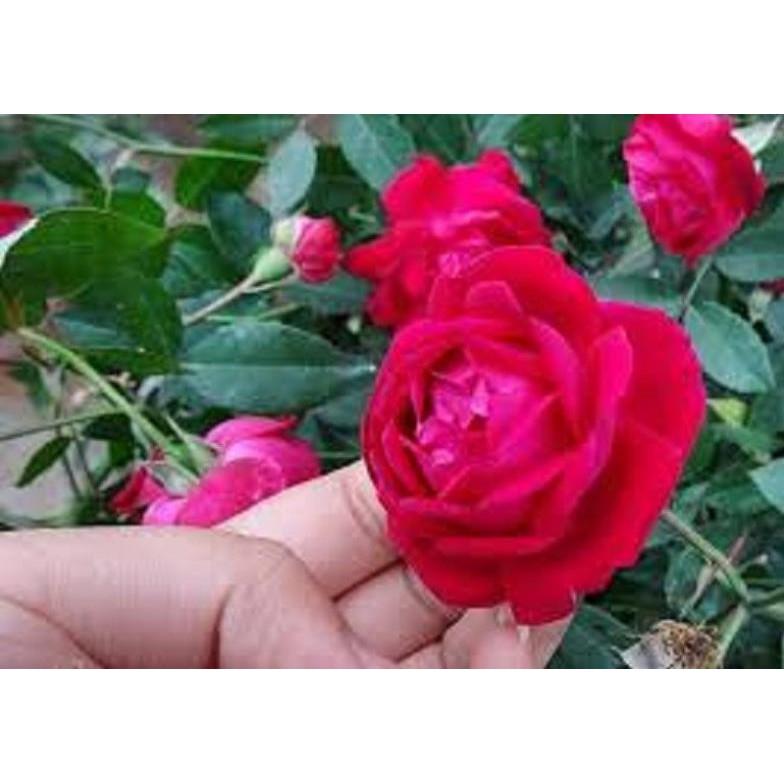 COMBO 3 Hồng cổ Đỏ Huế -Hồng Quế Son - hàng hiếm
