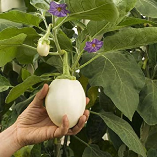Hạt Giống Cà Trứng Ngỗng