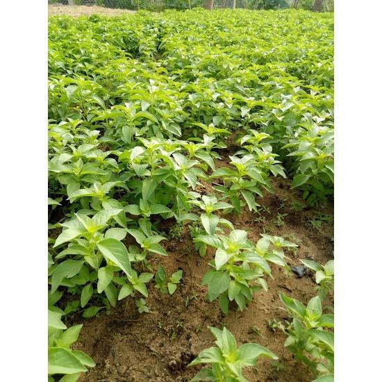 Hạt Giống Rau Húng Thơm -Dễ Trồng, Ăn Ngon