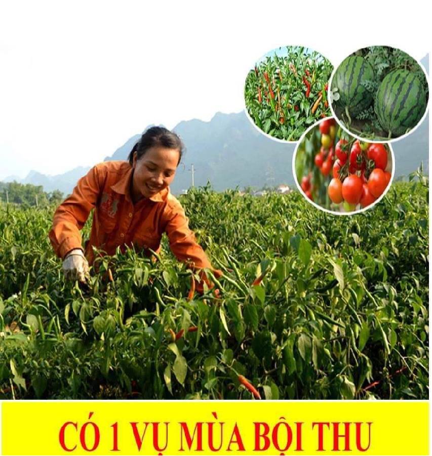 REBIO- Multi 7 chai 500ml Chuyên trị héo xanh vùng rễ