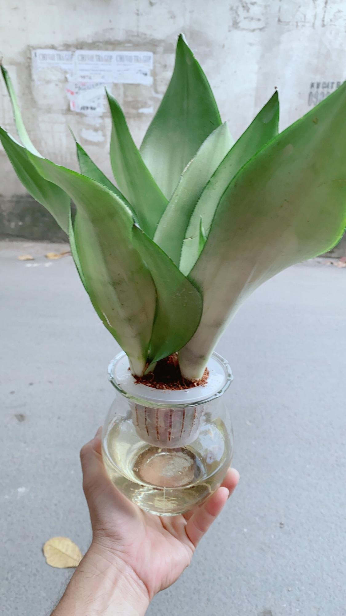 Chậu Lưỡi Hổ Bạc Thuỷ Canh