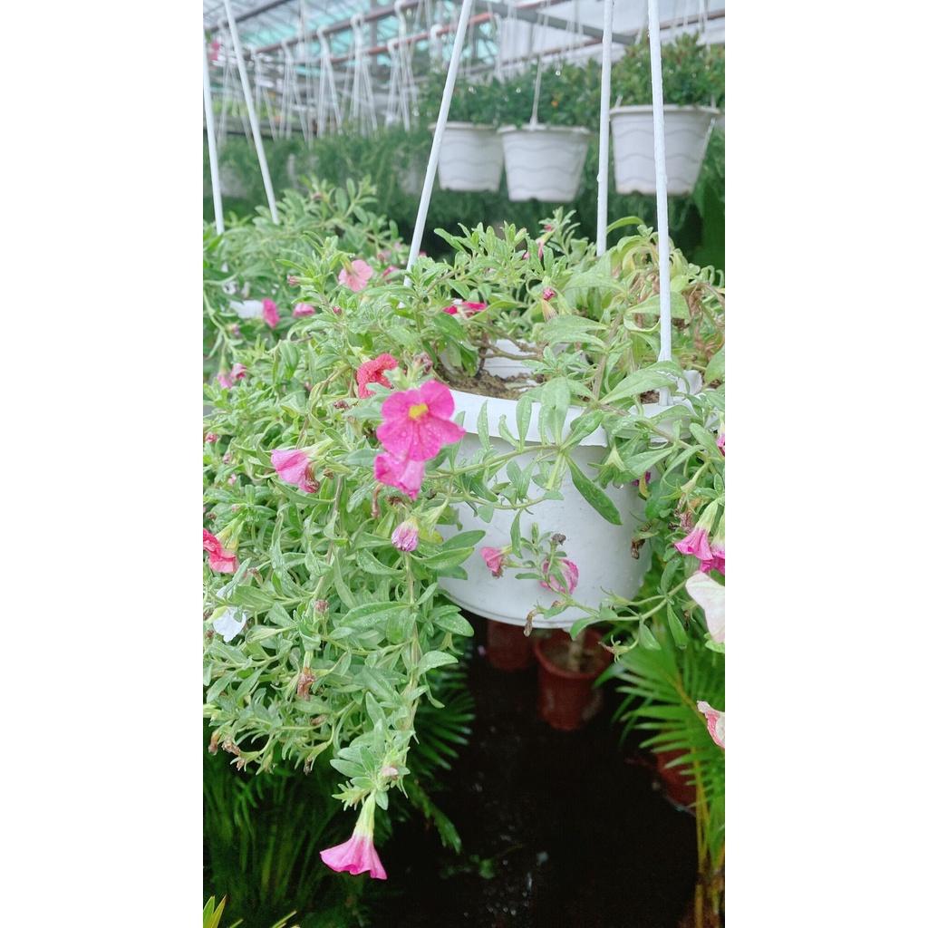 Chậu Hoa Triệu Chuông