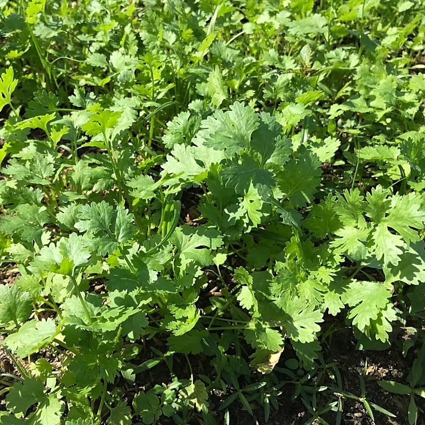 Hạt giống ngò rí Rado 31 gói 20gr