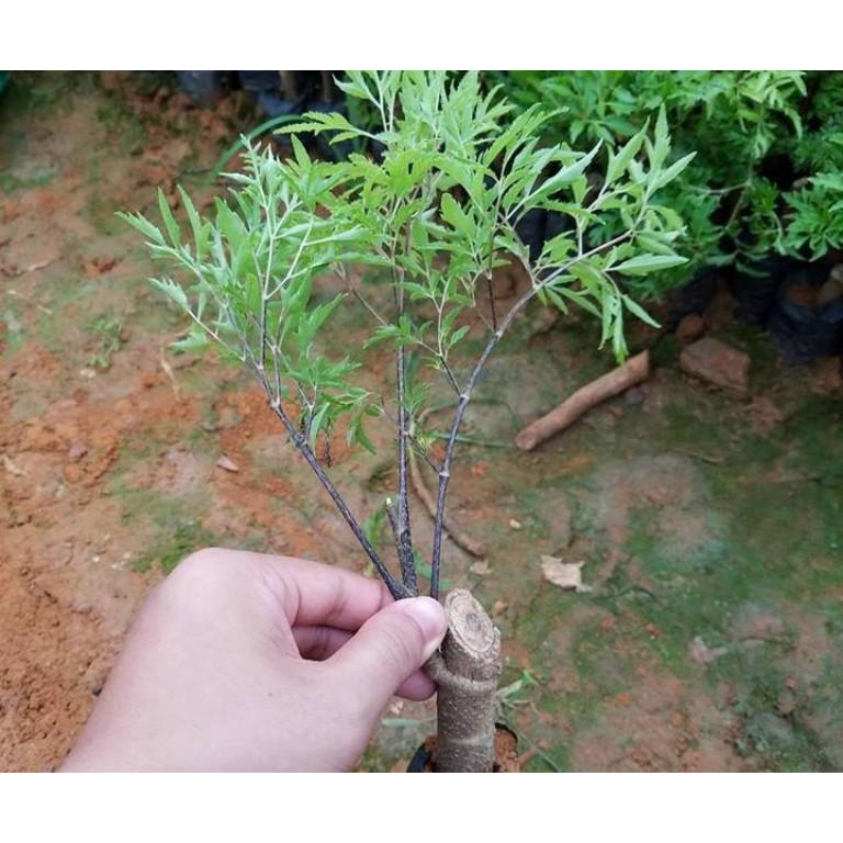 Combo 3 cây giống đinh lăng nếp