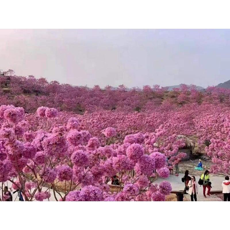 Phong linh giống