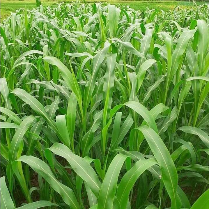 Hạt giống cỏ Sudan Super BMR - Cỏ Ngô CT235 - Gói 100gram