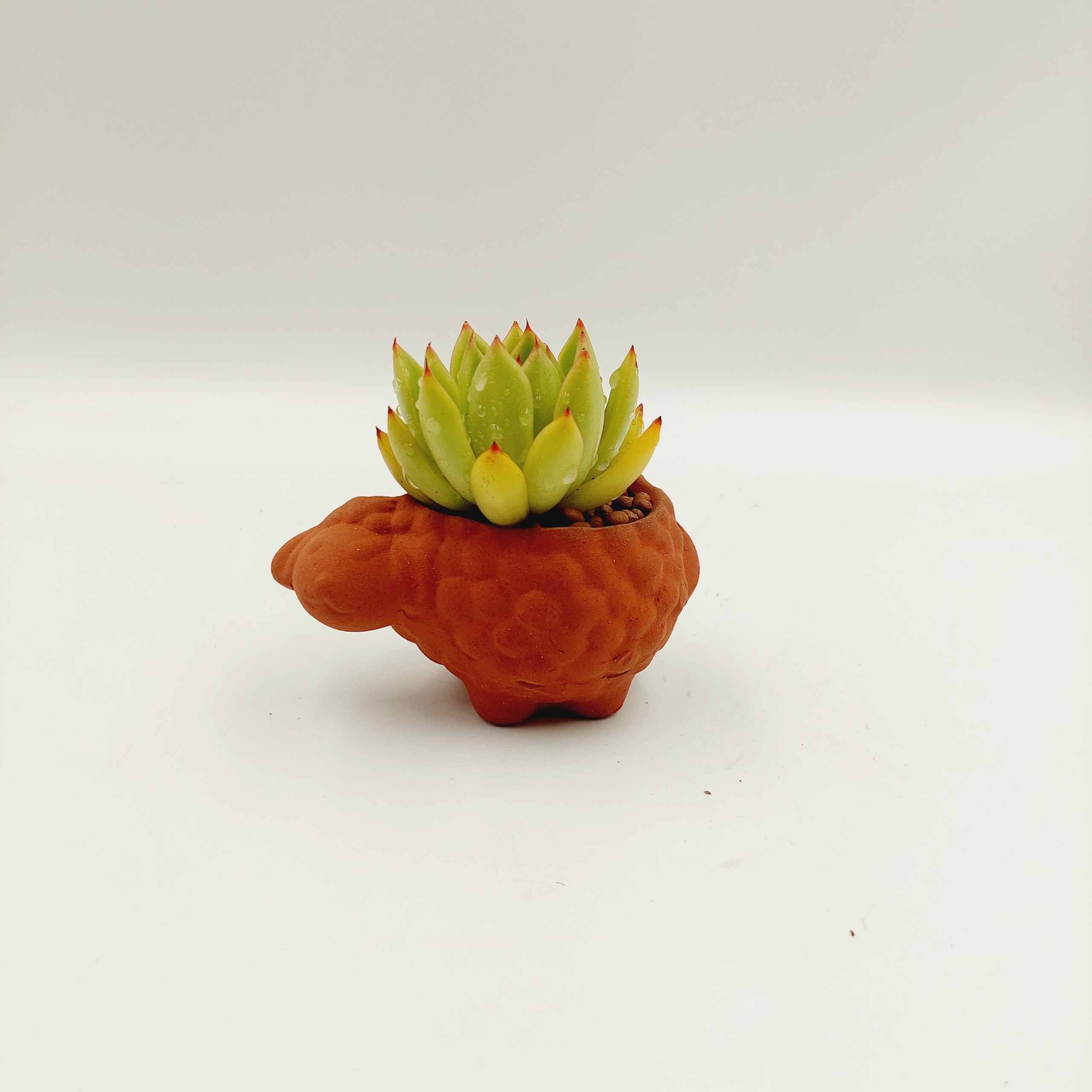 Chậu đất nung, chậu sen đá - Bé cừu, miệng chậu 5cm, chiều cao 5cm