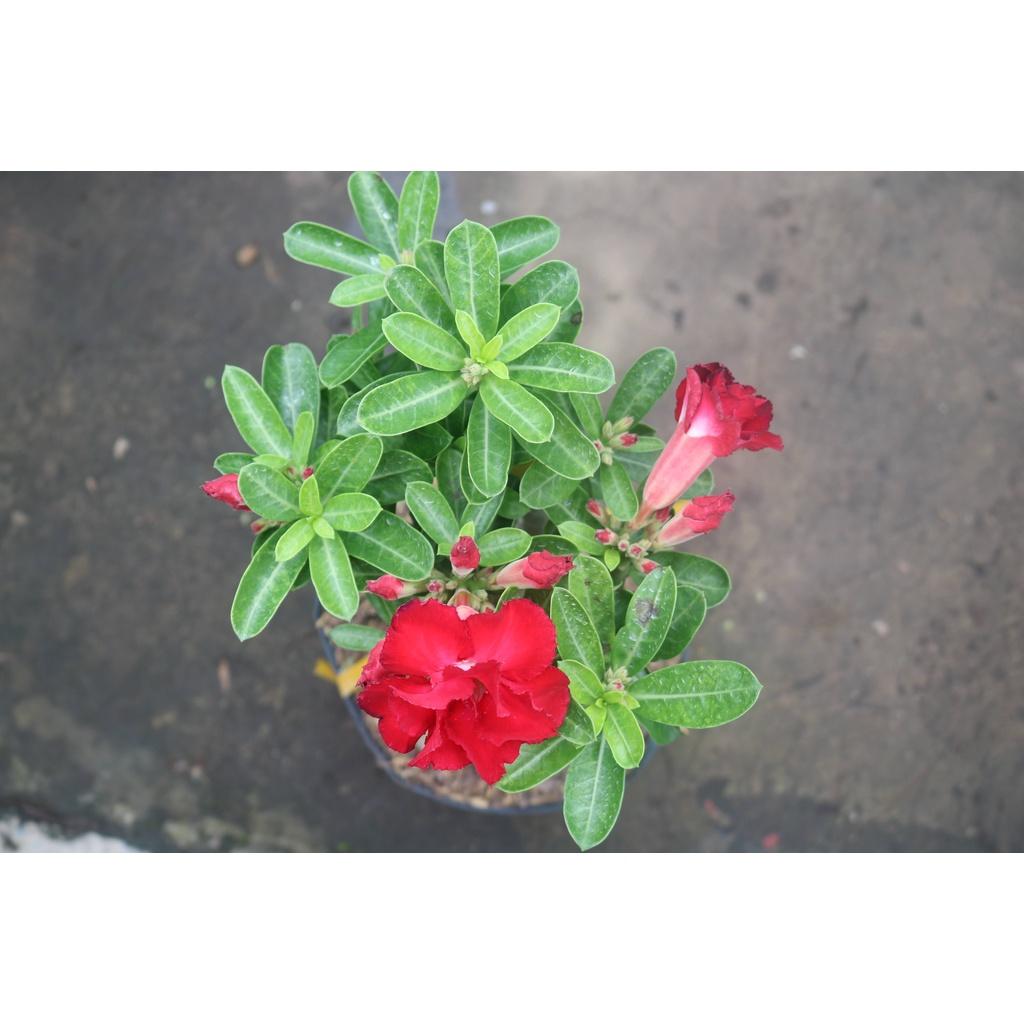 Chậu cây sứ thái hoa đỏ