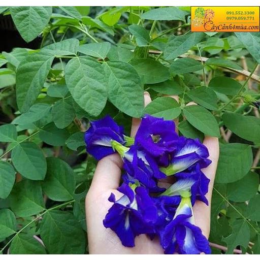 Hạt Giống Hoa Đậu Biếc Cánh Kép -