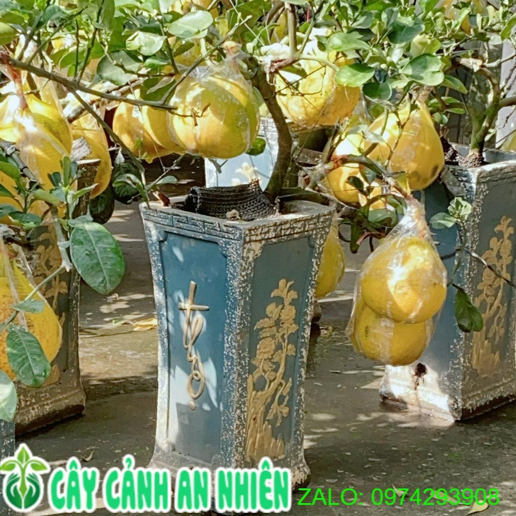 Chậu Cây Bưởi Kiểng