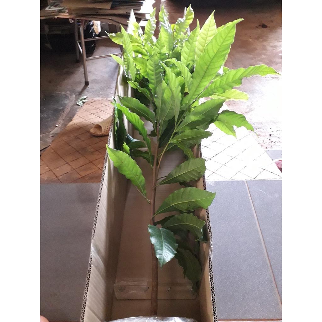 CÂY GIỐNG VÚ SỮA HOÀNG KIM trưởng thành LÁ XUM XUÊ NHIỀU NHÁNH bầu to khổng lồ .