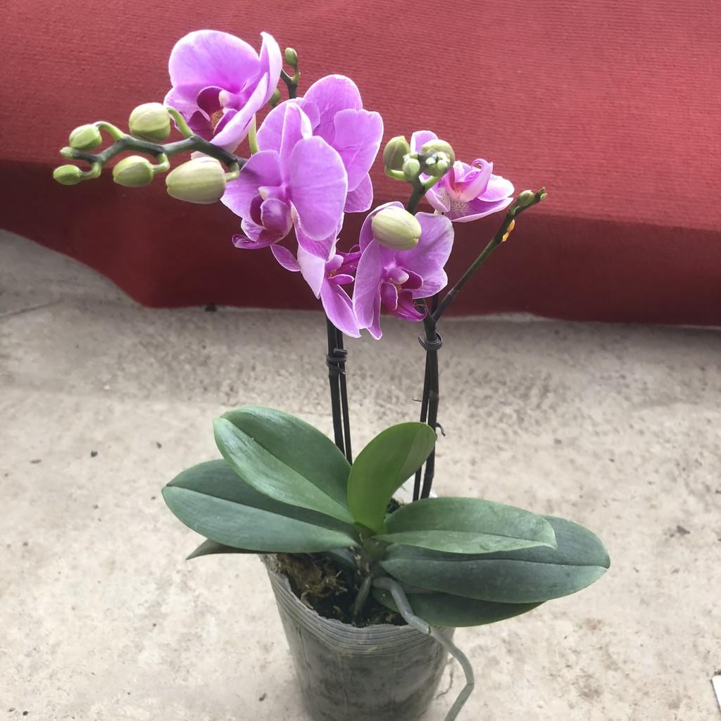 Cây hoa lan hồ điệp, chiều cao 30-35cm, hoa nở cực đẹp chơi cực bền sức sống khỏe thích hợp trang trí phòng khách