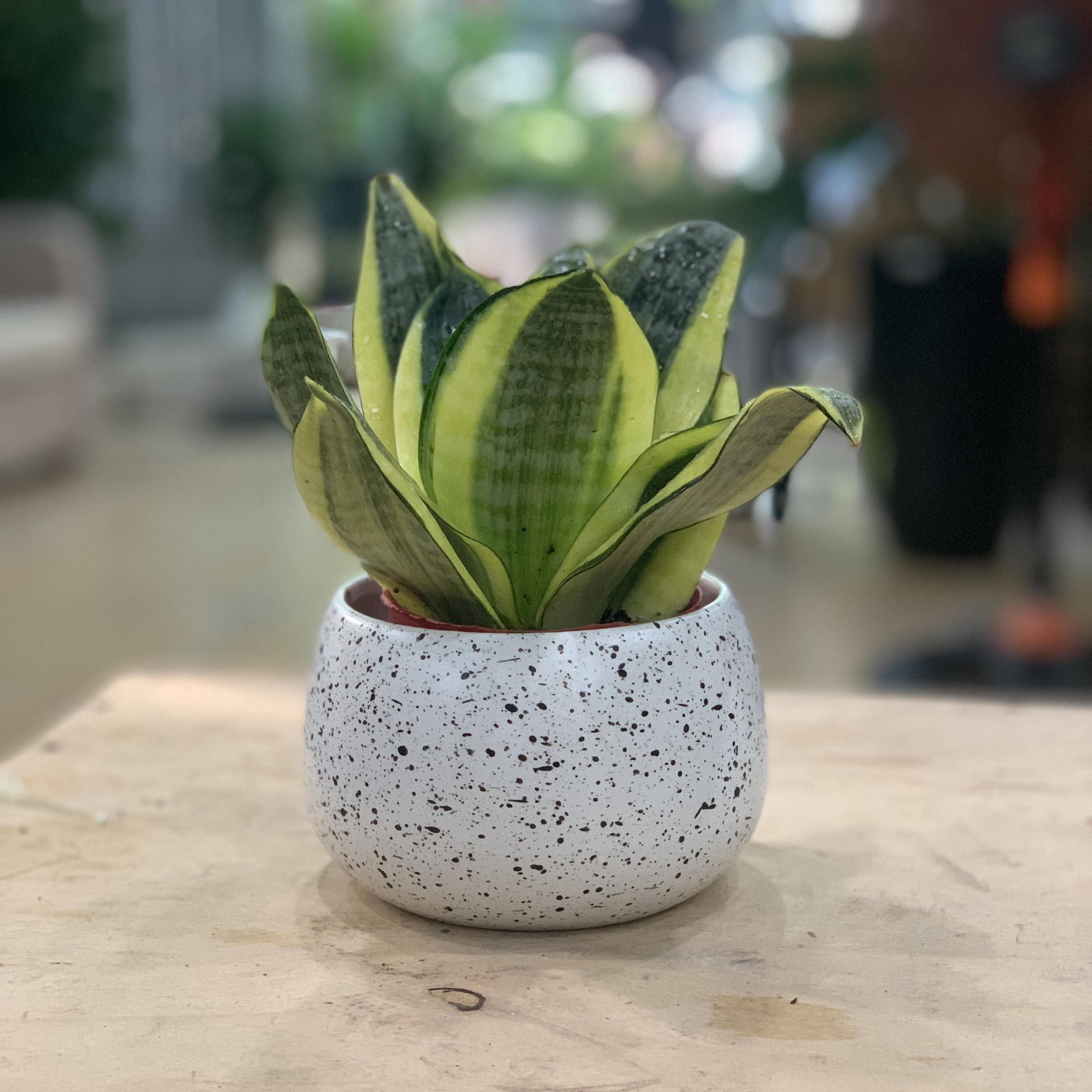 Cây Lưỡi Hổ Thái để bàn
