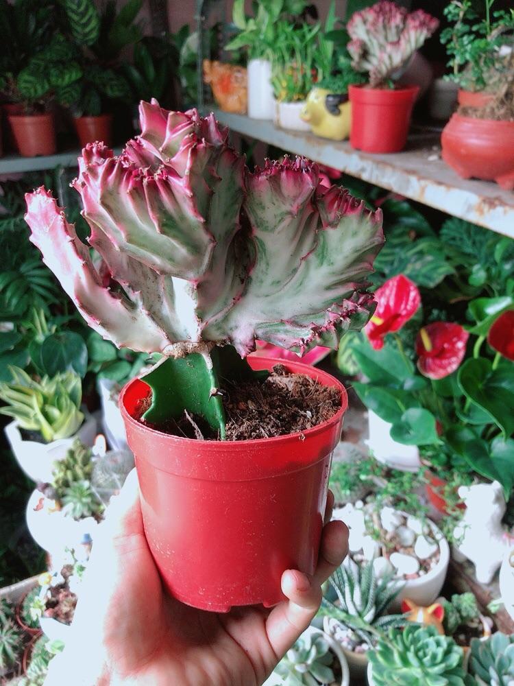 Xương Rồng Vạn Lý Đỏ