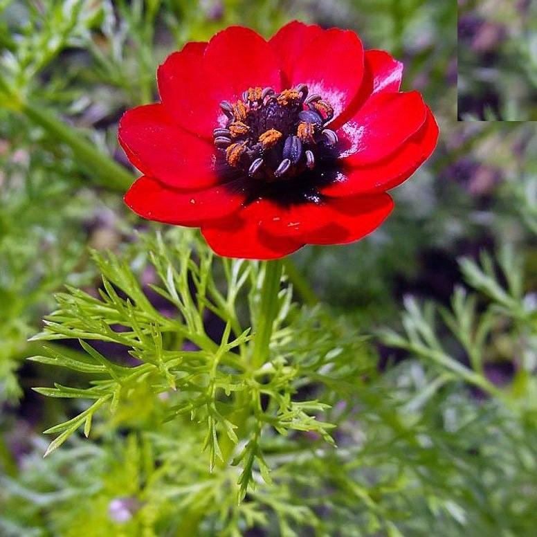 Hạt giống hoa Uyển hồng - gói 100 hạt