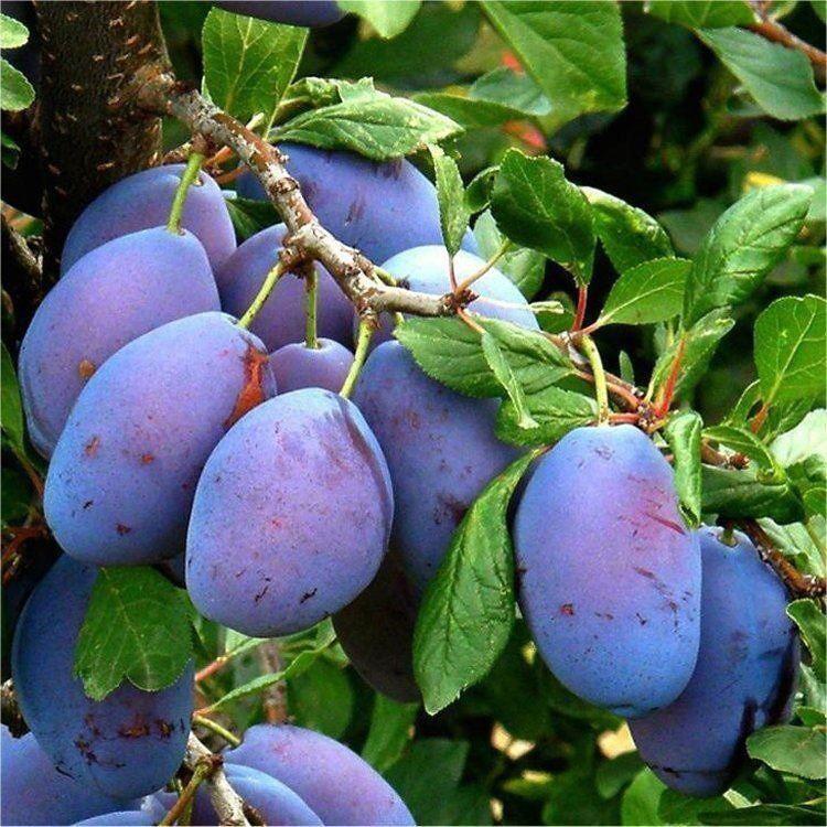 MẬN TÍM CHÍN SỚM BẮC HÀ