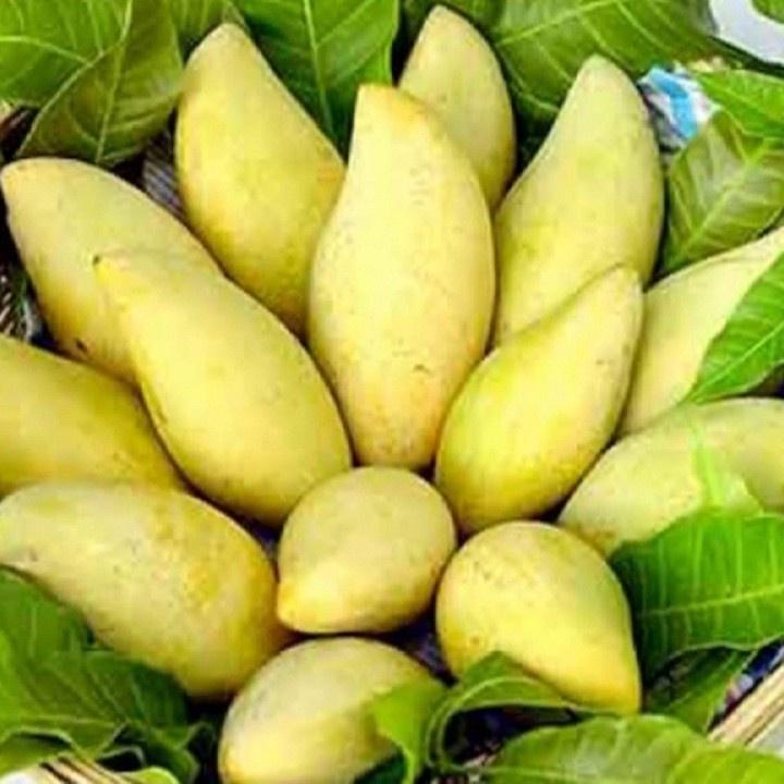Cây giống Xoài Vàng Tứ Quý