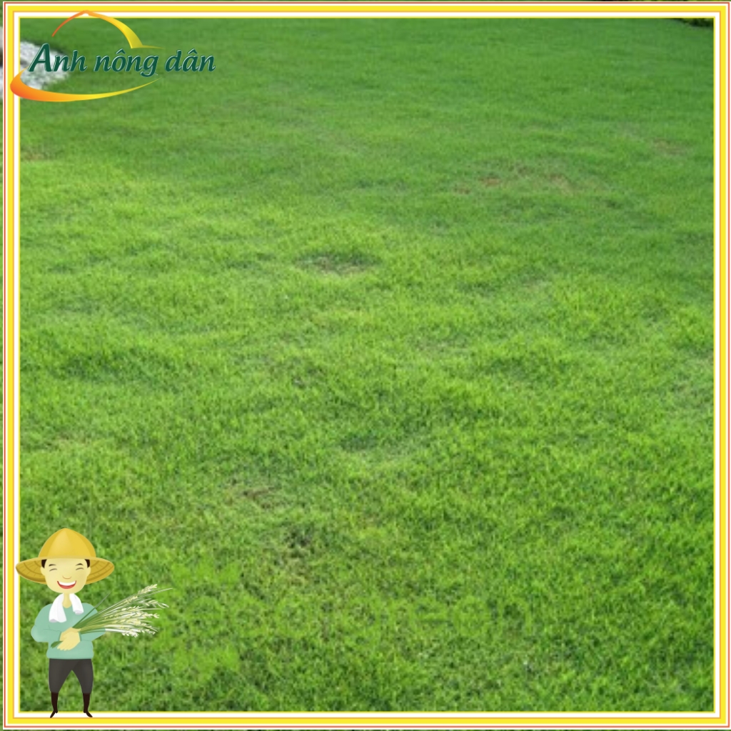 Gói 500g Hạt giống cỏ thảm Nhung nhật - sử dụng trồng sân vườn, công trình - Anh nông dân chính hiệu