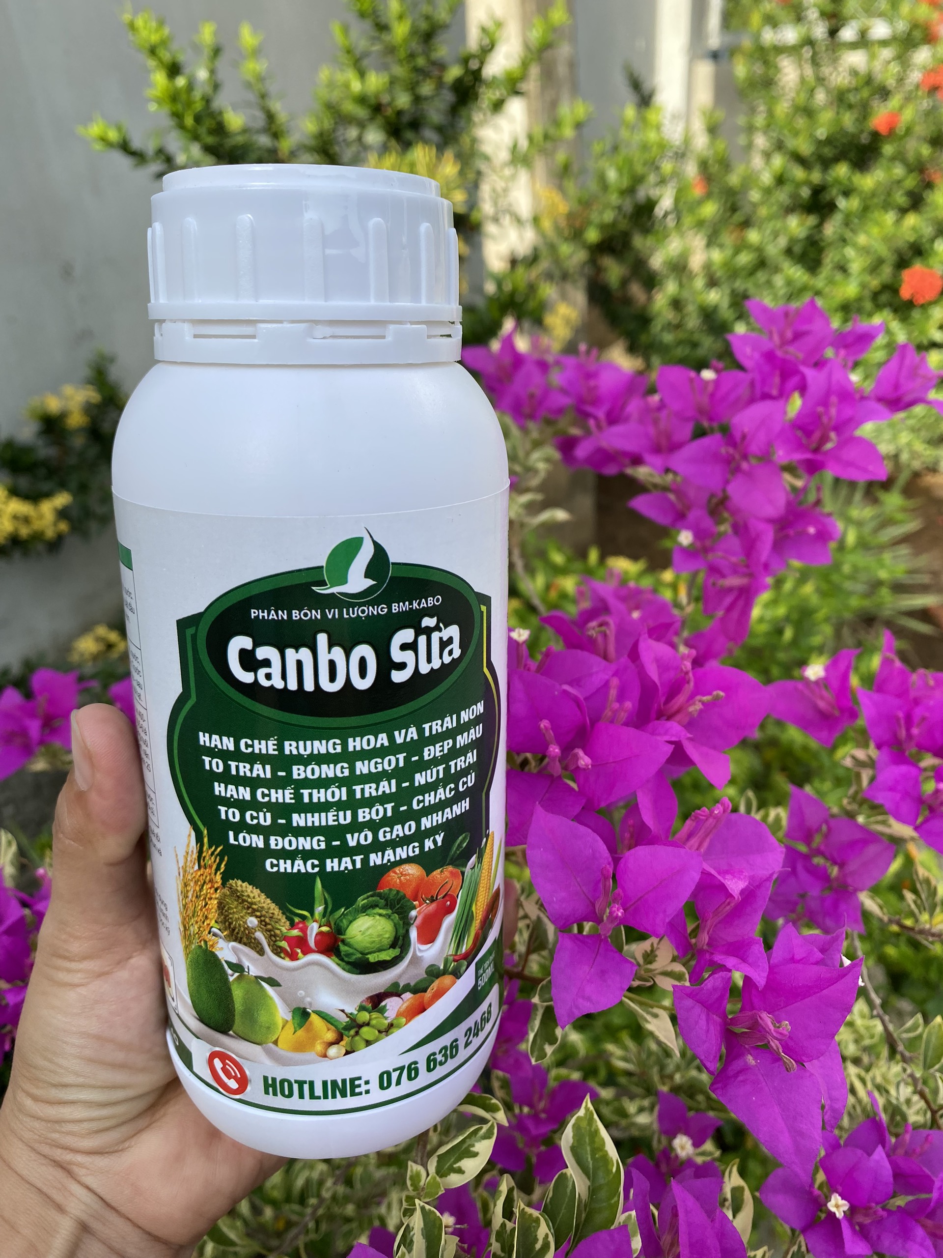 CANBO SỮA chai 500ml - Hạn chế rụng hoa và trái non - Chống thối trái và nứt trái