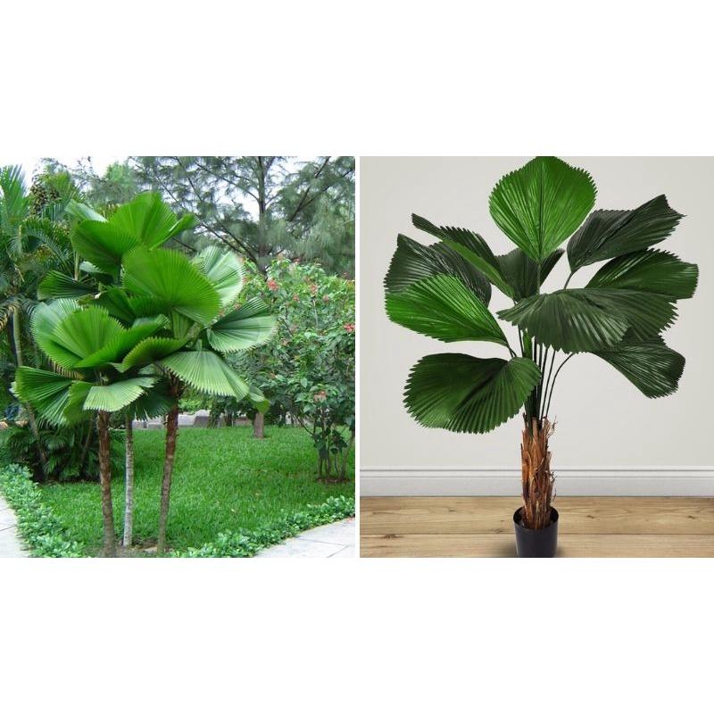 CÂY CỌ NHẬT  NHƯ HÌNH  *