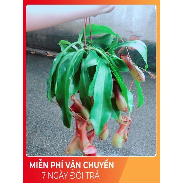 Chậu Cây Nắp Ấm Size Đại