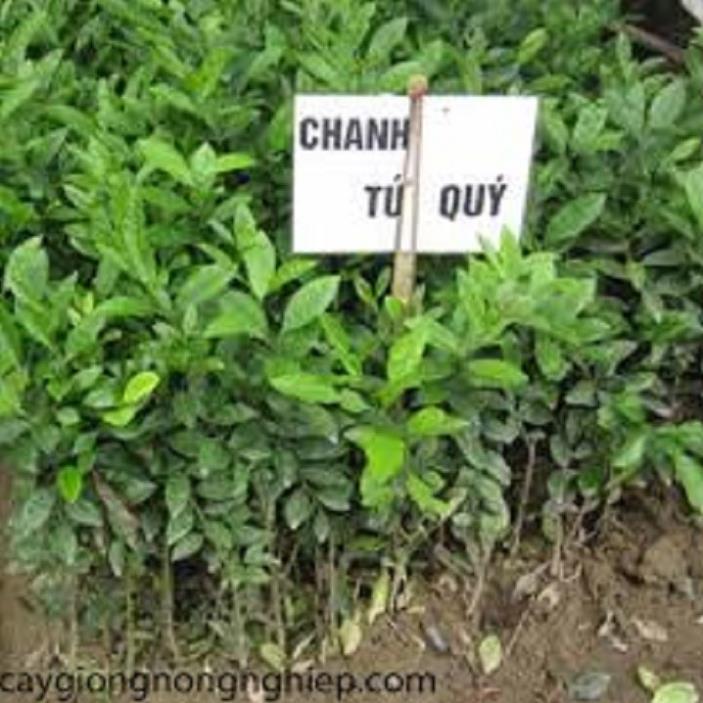 Cây giống chanh tứ quý RA QUẢ 4 MÙA