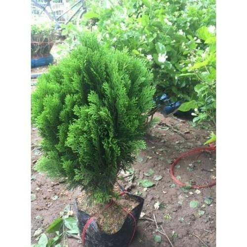 Cây tùng bách diệp, cây phong thuỷ