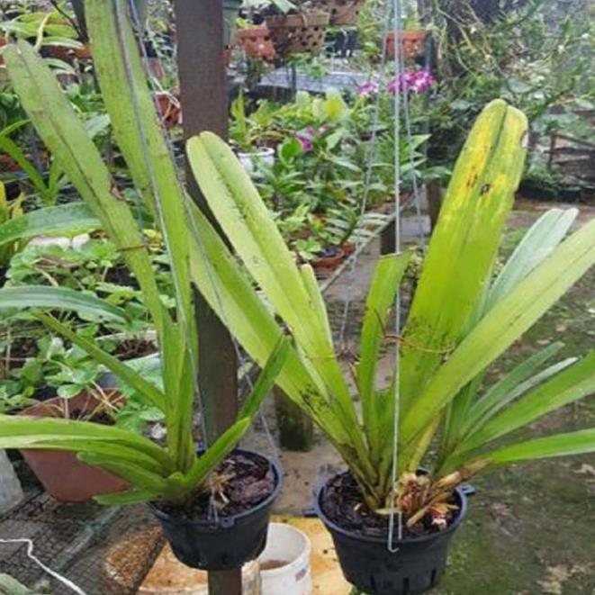 Hoa phong lan kiếm vàng